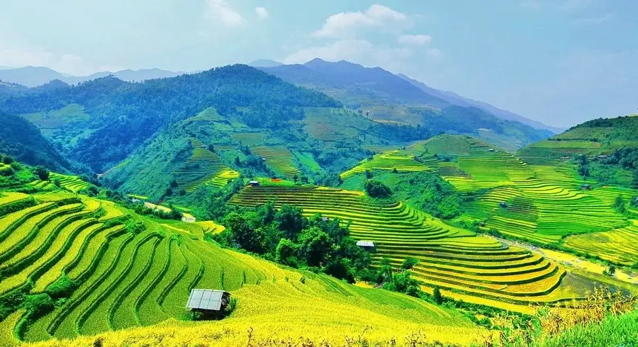 Paddy Rice Terrace In SAPA, VIETNAM