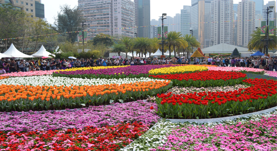 Hong Kong Flower