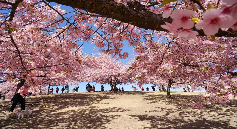 Cherry blossoms